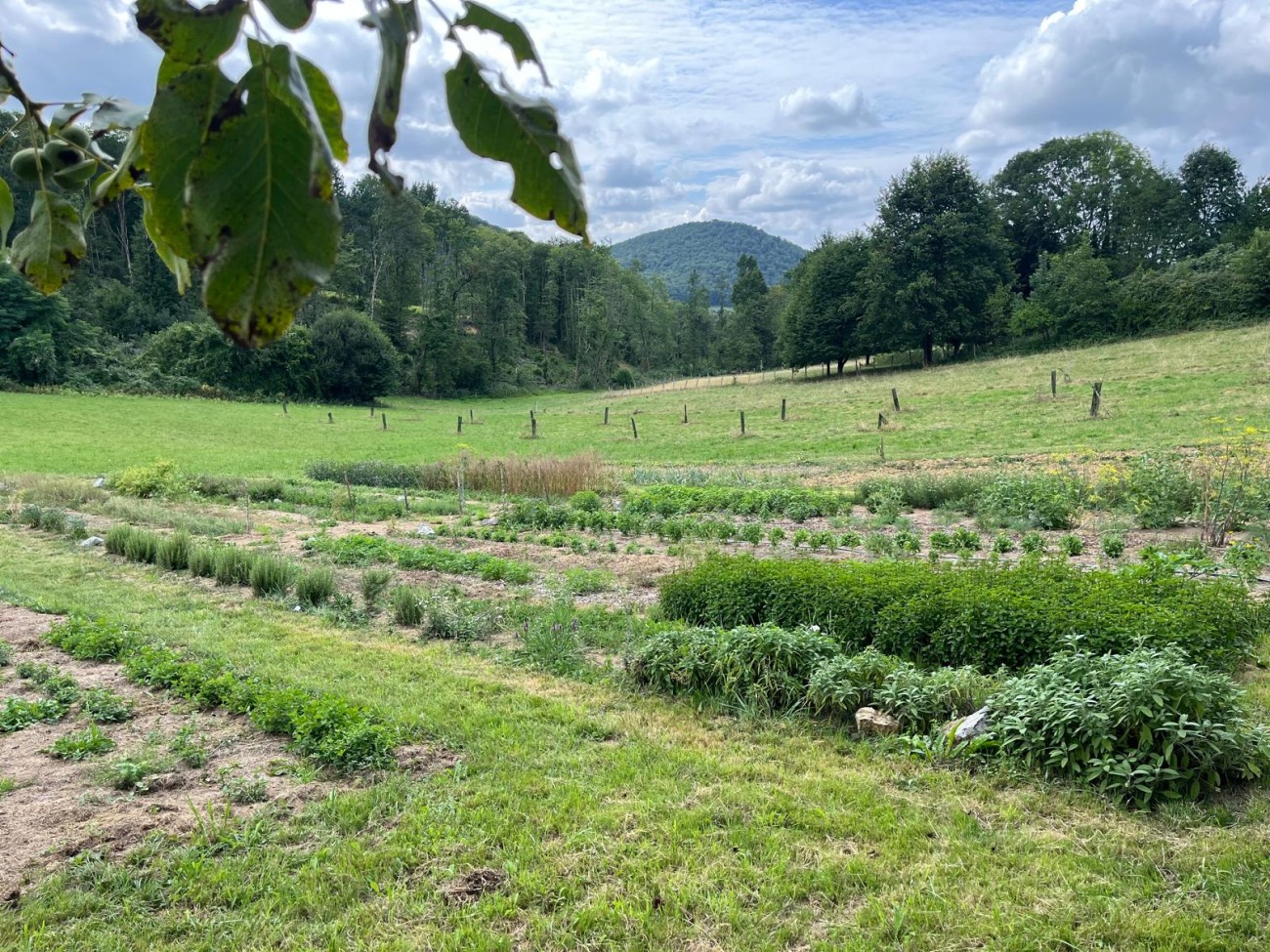 Les Herbes Commingeoises