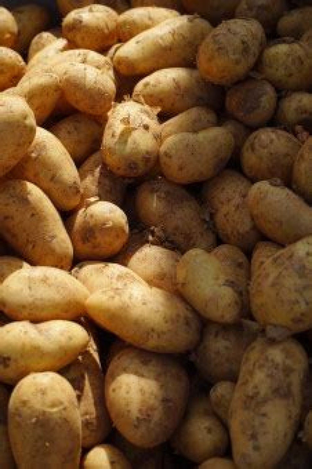 Pomme de terre nouvelle