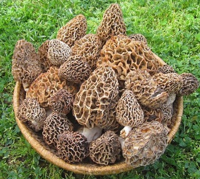 Morilles fraîches (au kilo)